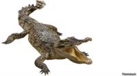 Cocodrilo furioso