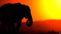 Elefante