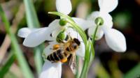 Abeja
