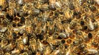Abejas