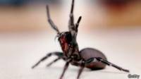 Araña de embudo