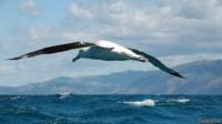 Albatros