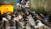 Caza de tiburones