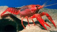 Cangrejo