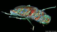 Microtomografía de un escarabajo