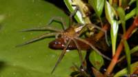 Araña Dolomedes facetus