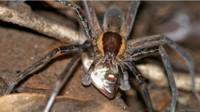 Araña pescadora