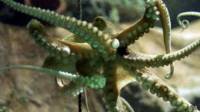 Pulpo Roger Moore