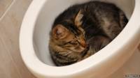 Bidet con gato