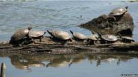 Tortugas pintadas