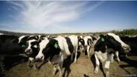 Vacas