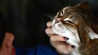 Gato