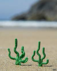 Algas de Lego en la Playa