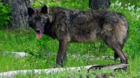 Lobo