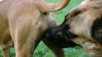 Perros oliéndose el trasero