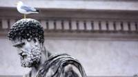 Gaviota sobre estatua en Roma