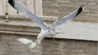 Gaviota cazando una paloma de la paz