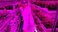 Granja techada de vegetales de Panasonic en Singapur