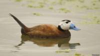 Pato cabeciblanco