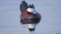 Pato rufo macho