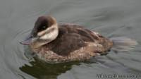 Hembra de pato rufo