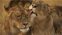 Leones
