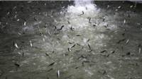 Salmones en el agua