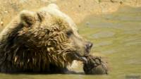 Oso limpiándose en el agua