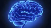 cerebro