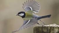 Pájaro en vuelo
