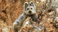 Ili Pika