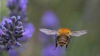 150330124542_been_flower_624x351_getty.j