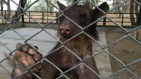 150330170538_cholita_624x351_animaldefen