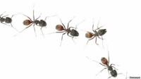 150331113646_hormigas_624x351_thinkstock