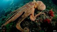 Octopuses are able to move any of his eight feet in any direction & # XF3;. n