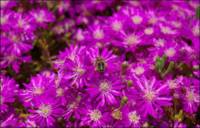 Lectores convocatoria púrpura 150429121726_sp_galec_purpura_flores_01.