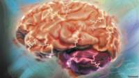 Cerebro humano