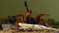 Araña