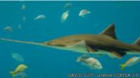 The sawfish can grow up to four meters long.