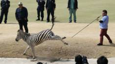 Ngựa vằn bị đuổi bắt ở sân gôn tại Nhật