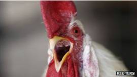 Gallo