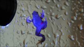 Rana fluorescente