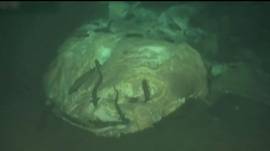 Carcaça de tubarão-baleia foi uma das encontradas em área pequena no fundo do mar (BBC)