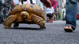 Rùa Bon-chan đi bộ cùng chủ trên đường phố Tokyo