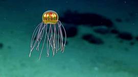 மரியானா அகழி என்னும் ஆழ்கடல் உலகம்