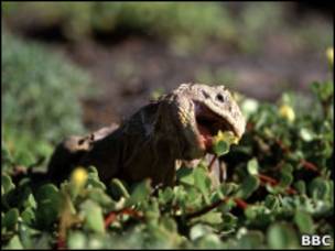 Iguana