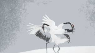 Veja as melhores fotos de natureza do mundo