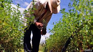 Stevia