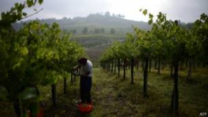 vinícola| AFP