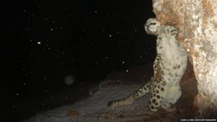 Equipamento consegue flagrar caçadas perigosas, animais raros e pequenos roedores em suas tocas